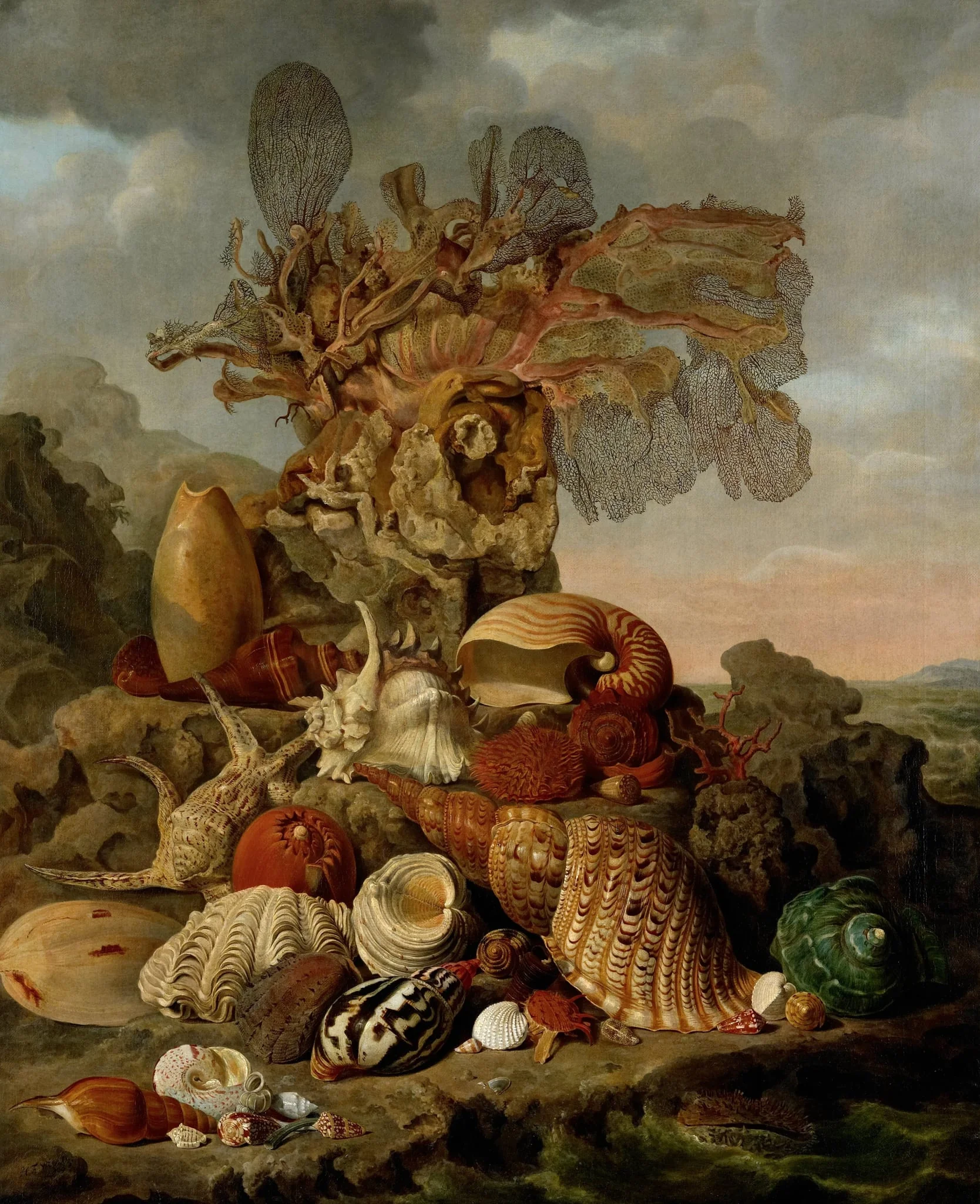 Shells and Marine Plants, by Unknown, unspecified, 1809