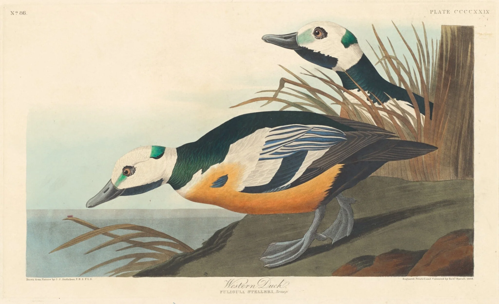 Western Duck, by Robert Havell Jr., ink, 1838