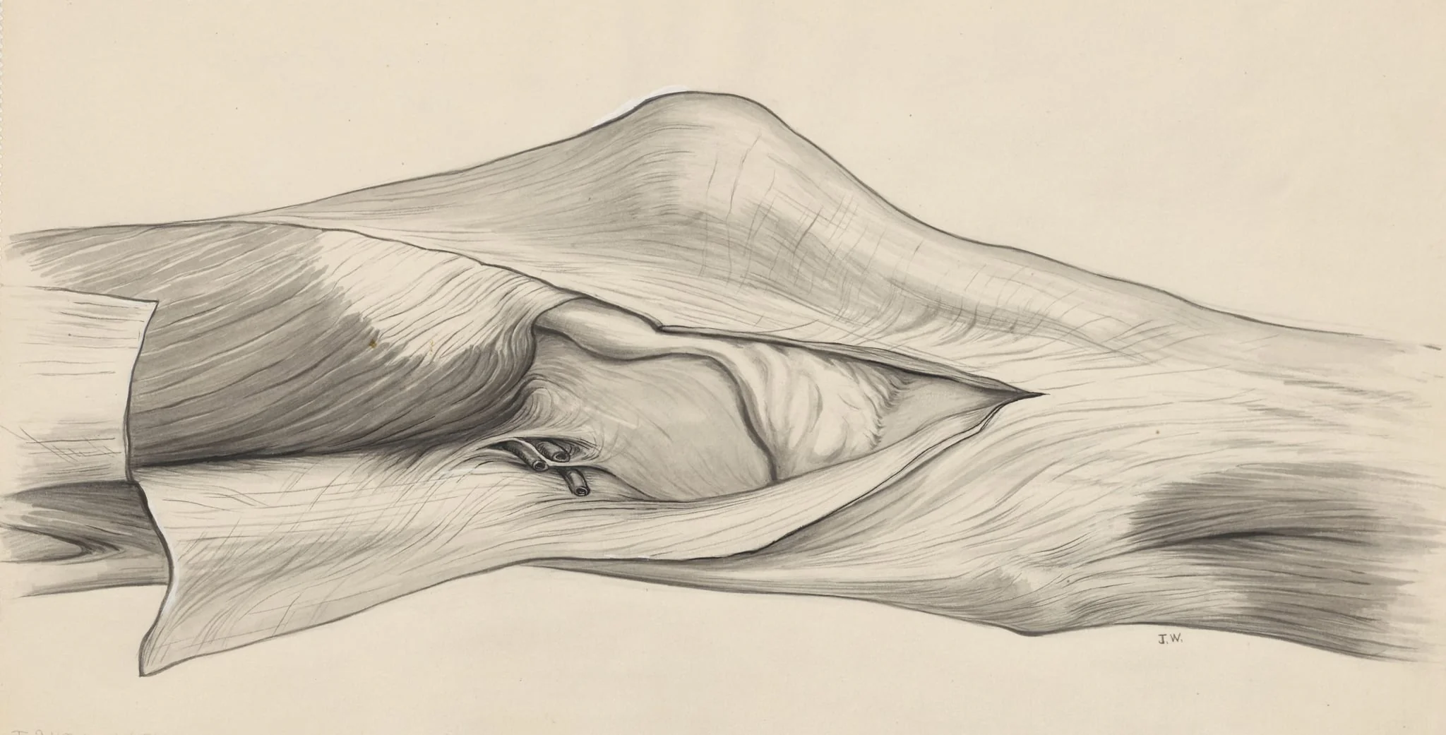 Knee joint