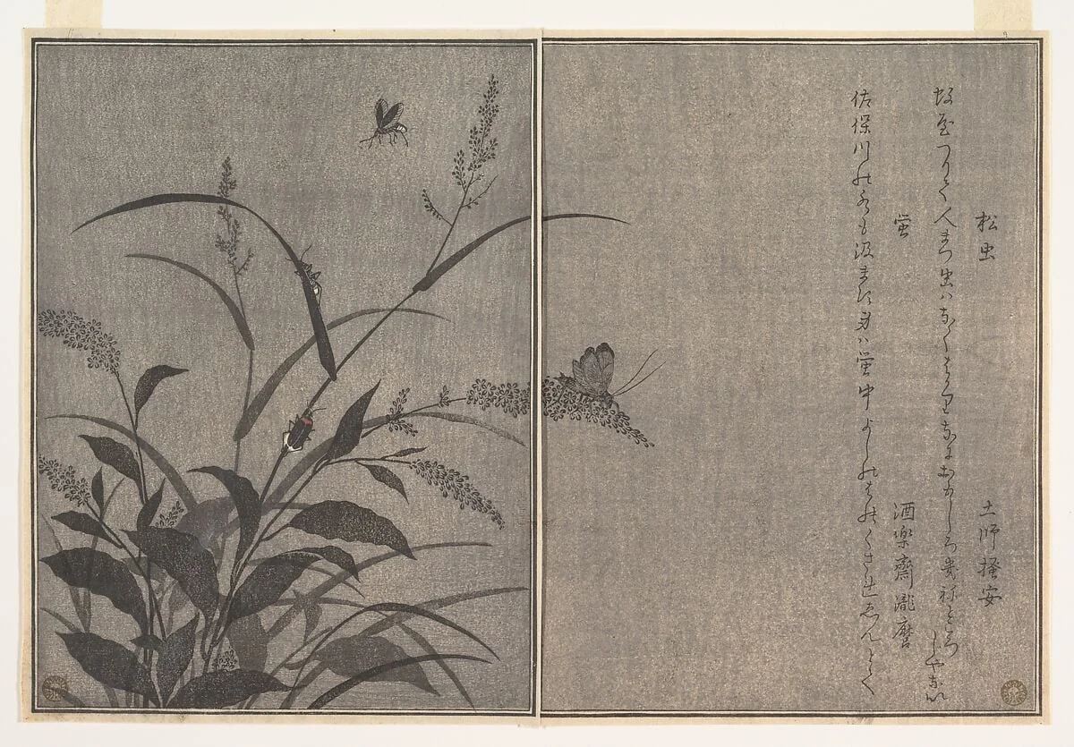 『画本虫撰』   「松虫」「虫蛍」|Tree cricket (Matsumushi); Firefly (Hotaru), from the Picture Book of Crawling Creatures (Ehon mushi erami), by Kitagawa Utamaro, ink, 1788