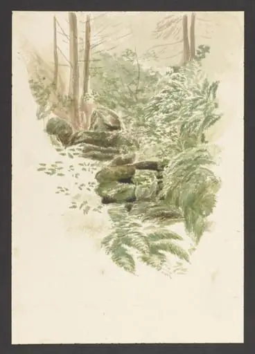 A stream running through a forest
