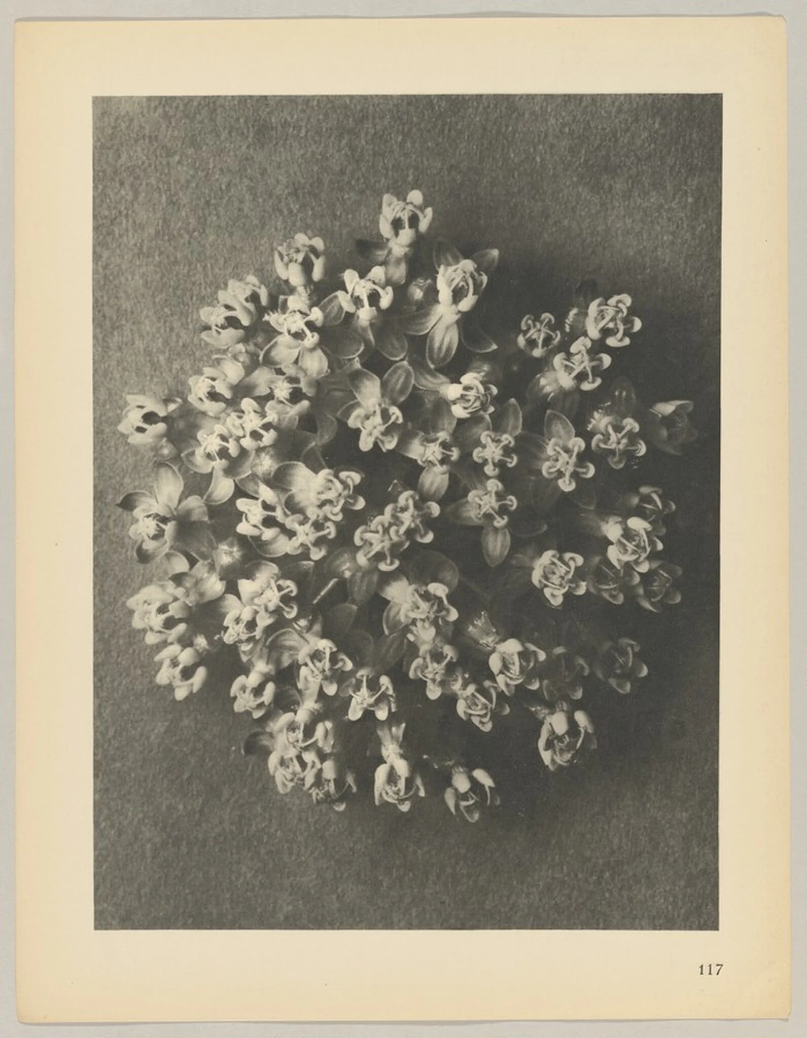 Asclepias incarnata