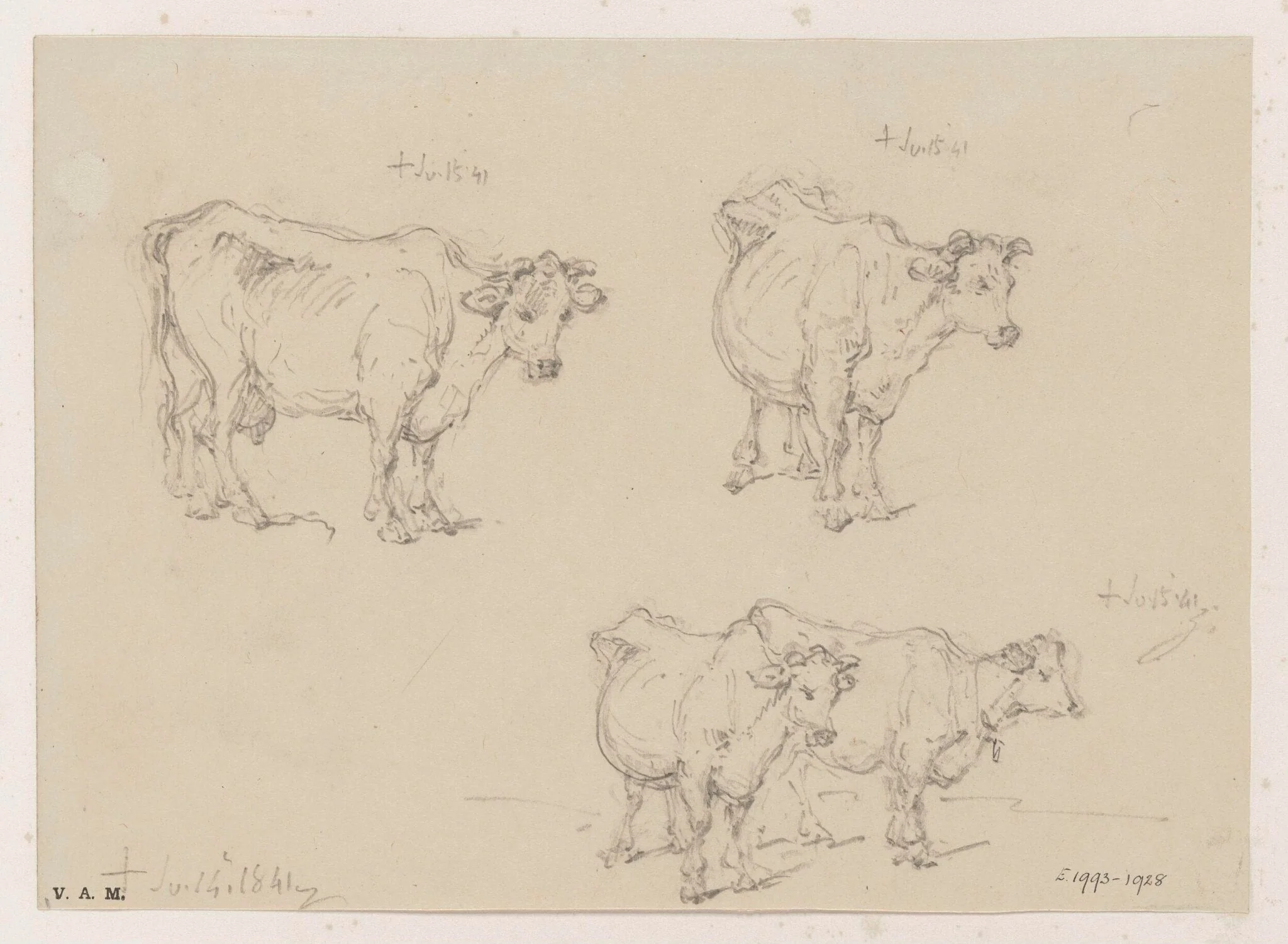 Drawings of cows, by George Chinnery, 10