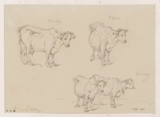 Drawings of cows