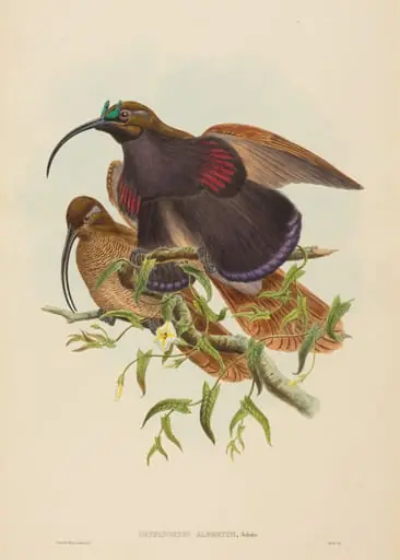 Drepanornis albertisi (Black-billed Sicklebill Bird of Paradise)