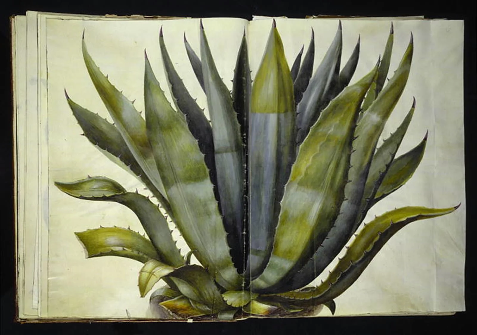 Agave americana (almindelig agave), by Unknown, unspecified, 1654