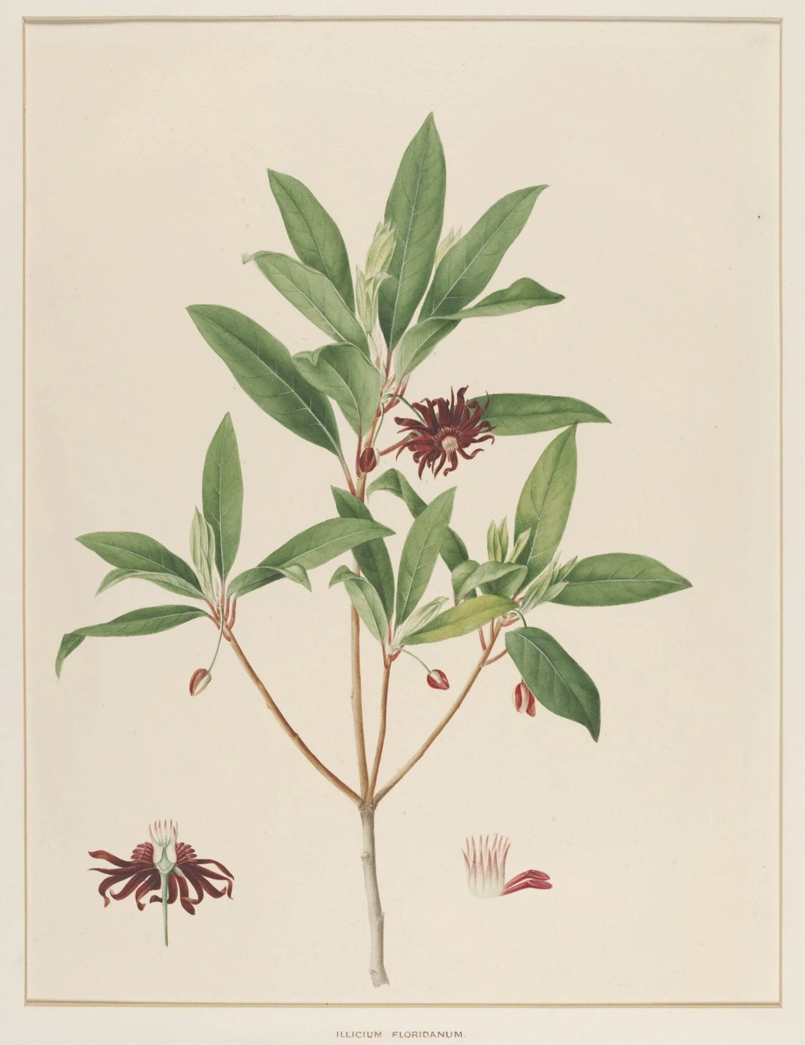 Illicium Floridanum, by Johann Knapp, watercolor, 1850