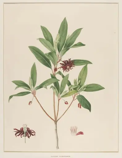 Illicium Floridanum