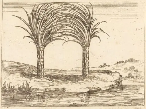 Two Palm Trees