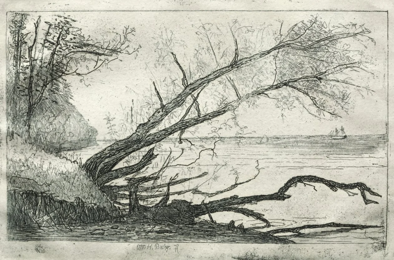Old Sycamore