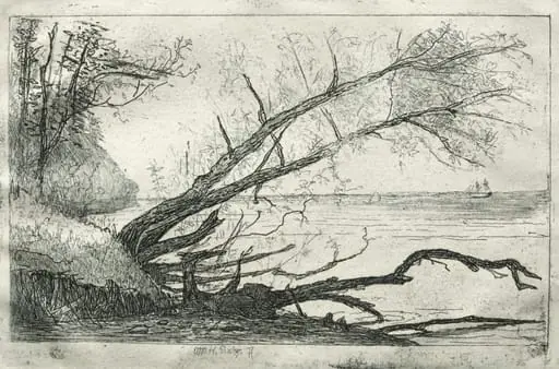 Old Sycamore