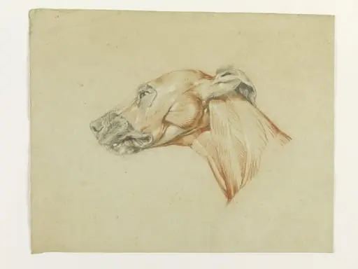 Ecorche drawing of the head of a greyhound
