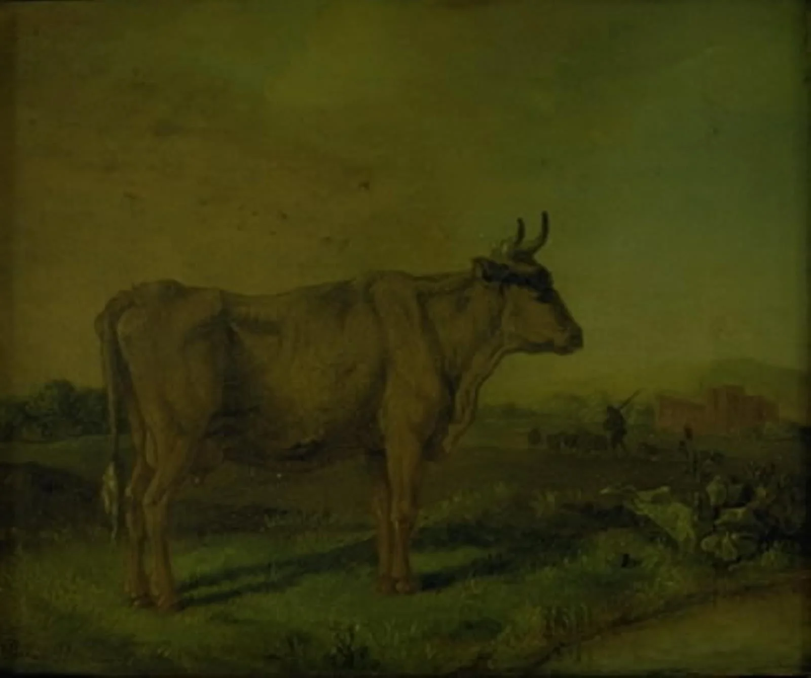A Cow