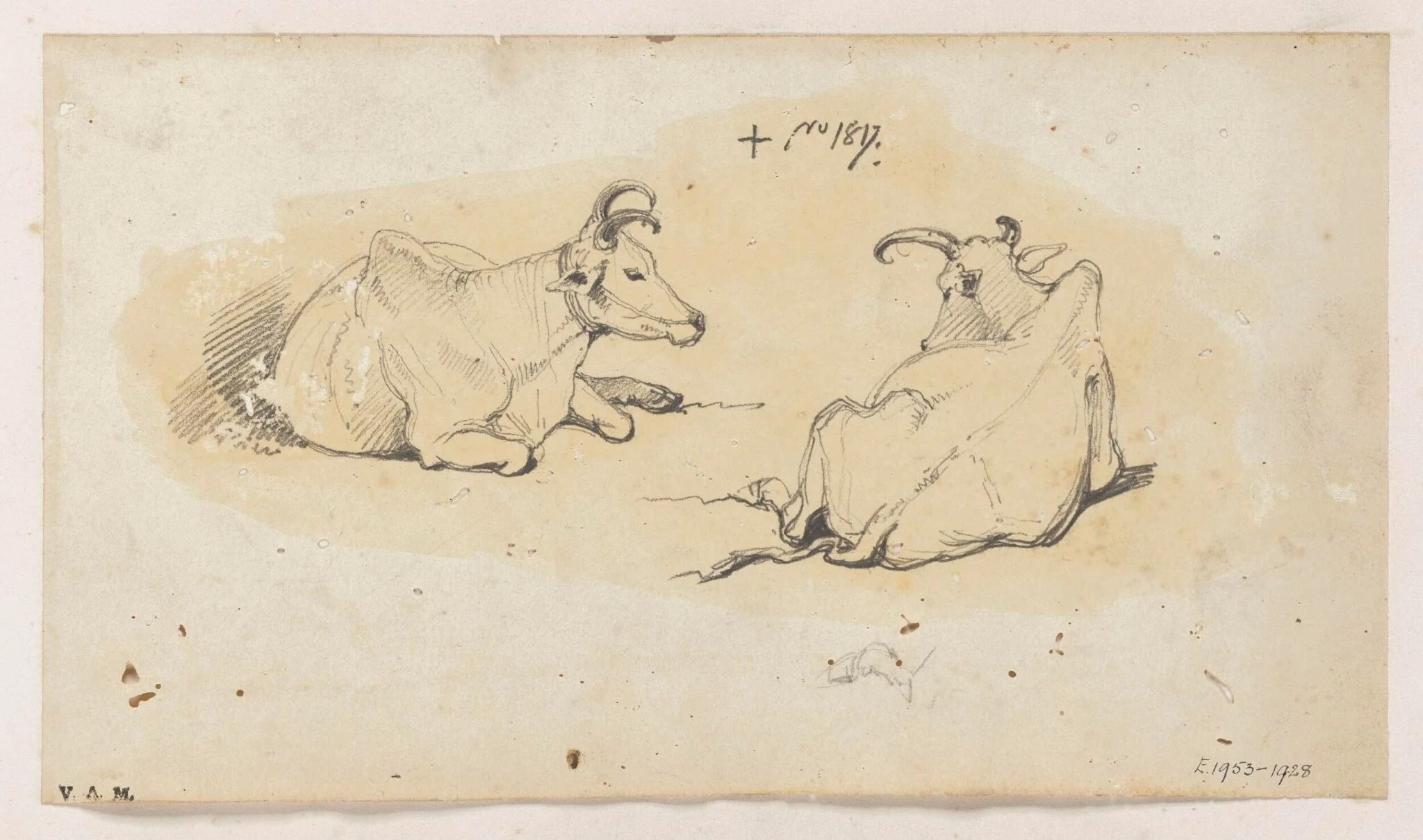 Two Indian cows, by George Chinnery, 2