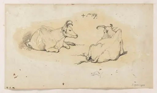 Two Indian cows