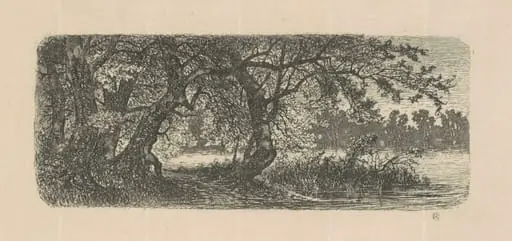 Water Elms