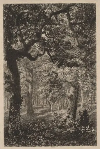 In the Woods