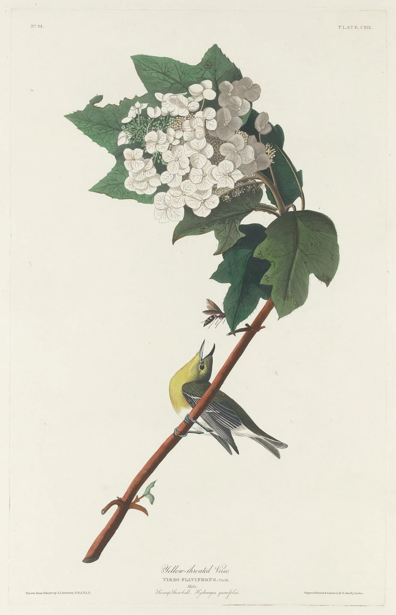 Yellow-throated Vireo, by Robert Havell Jr., ink, 1831