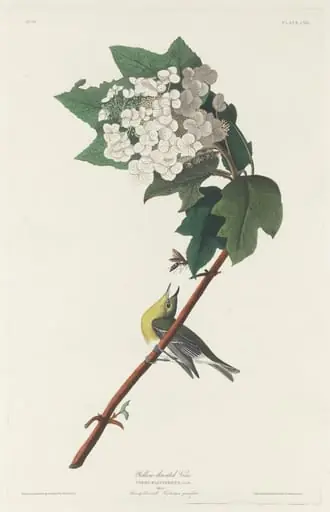 Yellow-throated Vireo