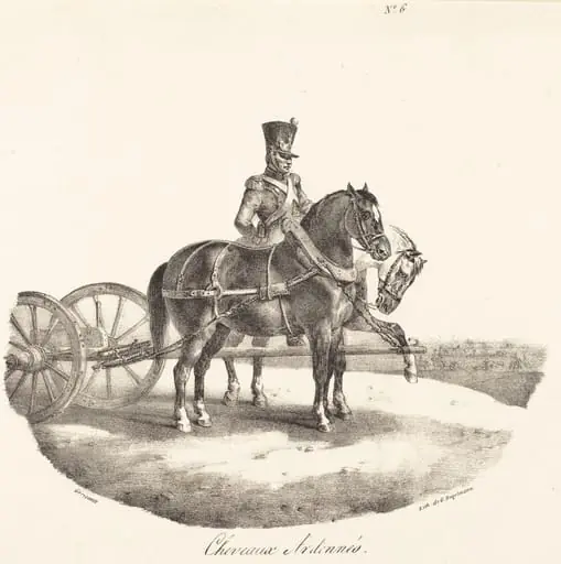 Cheveaux des Ardennes