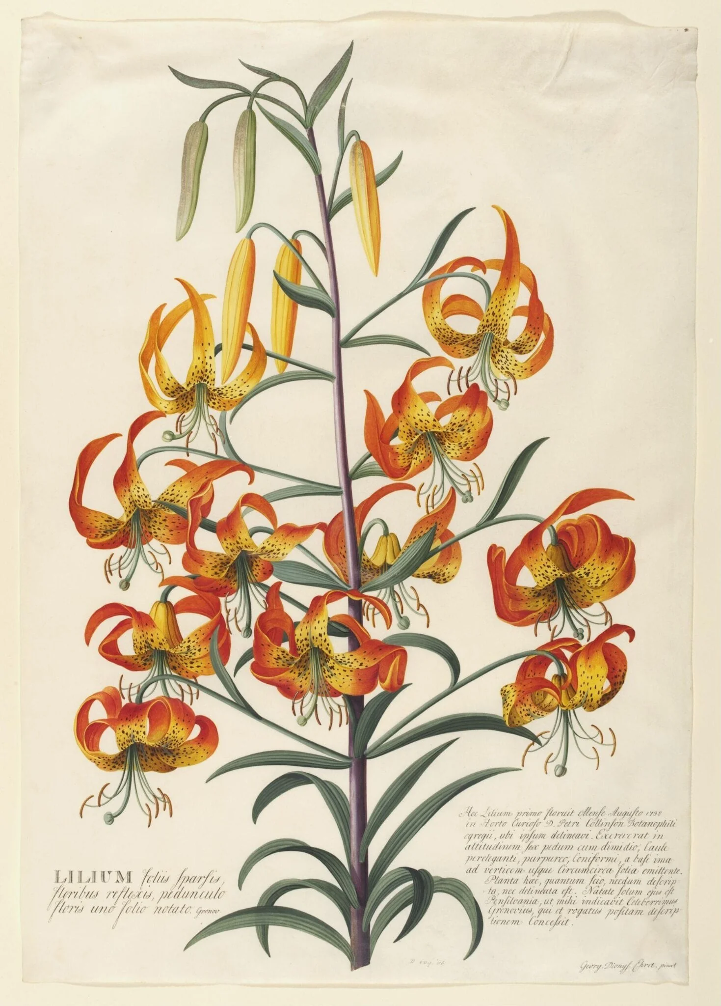 American Turk's-cap lily (Lilium superbum)