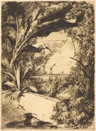 Plantes de Serre (Greenhouse or Aquatic Plants)