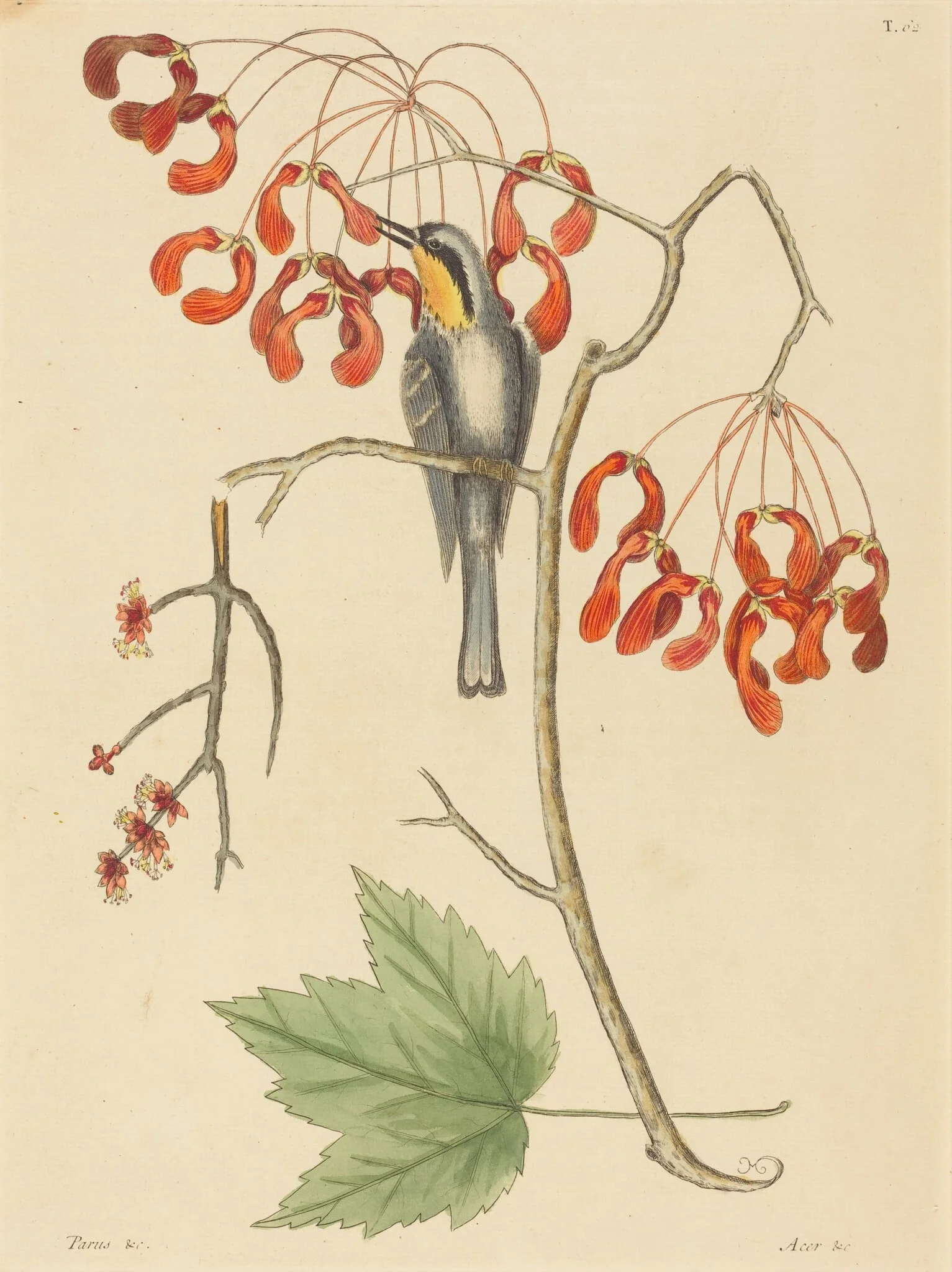 The Yellow Throated Creeper, by Mark Catesby, ink, 1754