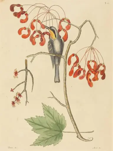 The Yellow Throated Creeper