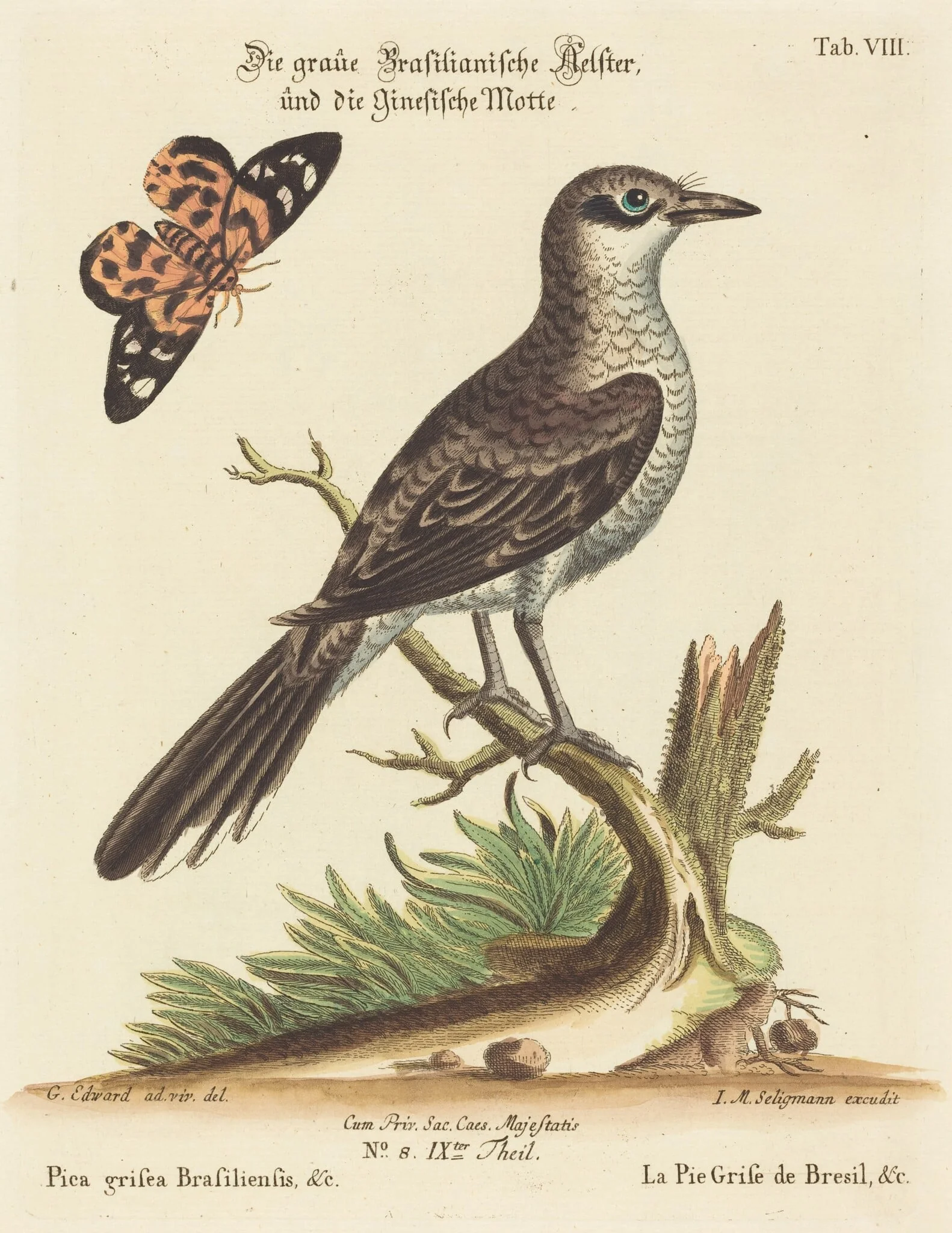 Pica grisea Brasiliensis
