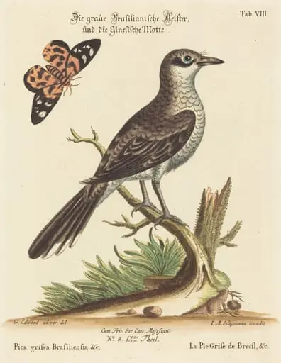 Pica grisea Brasiliensis