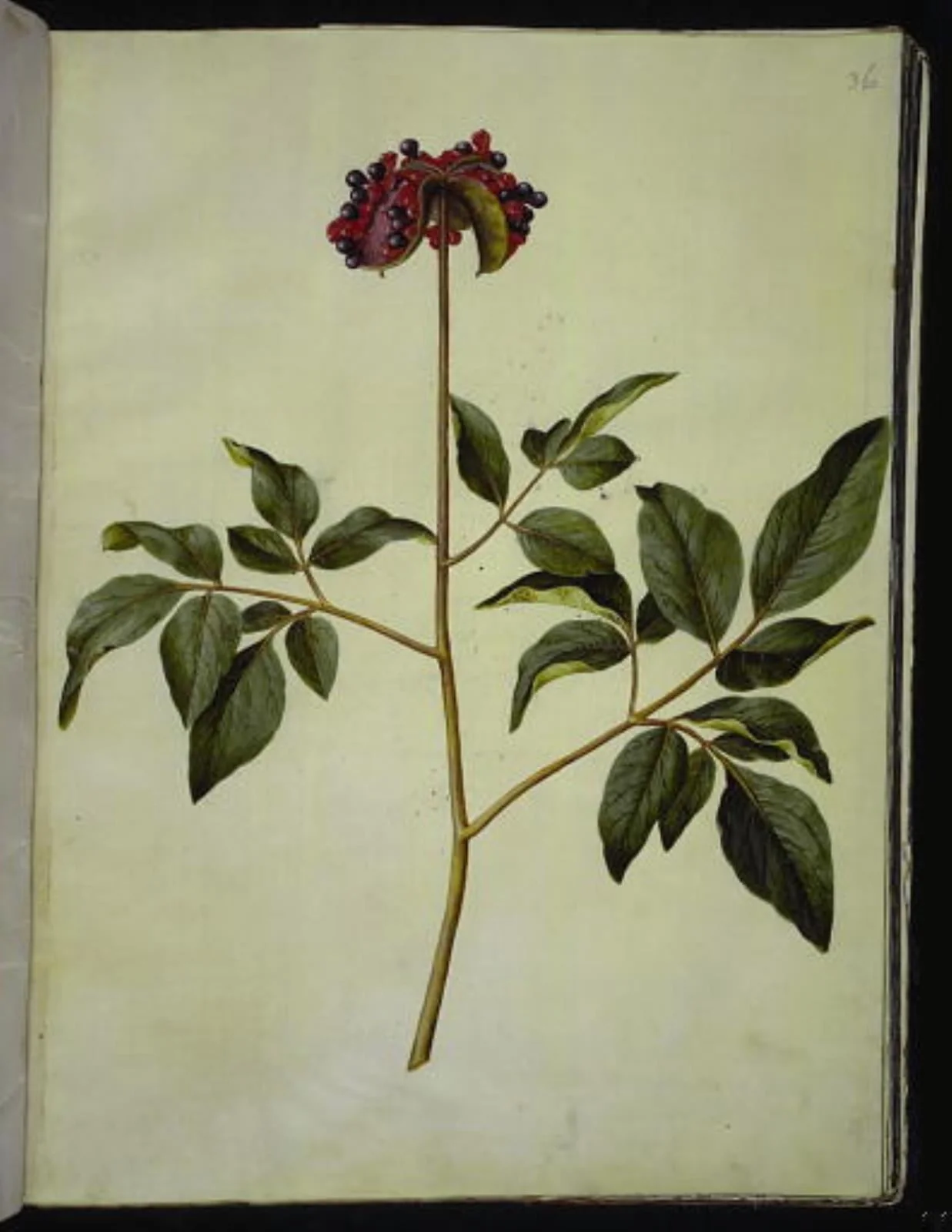 Paeonia mascula (rosen-silkeplante), by Unknown, unspecified, 1654