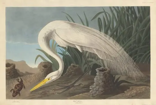 White Heron