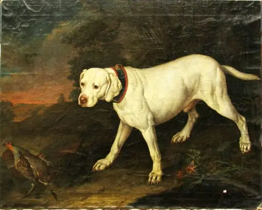 Prepelicar alb; pandant: Prepelicar brun