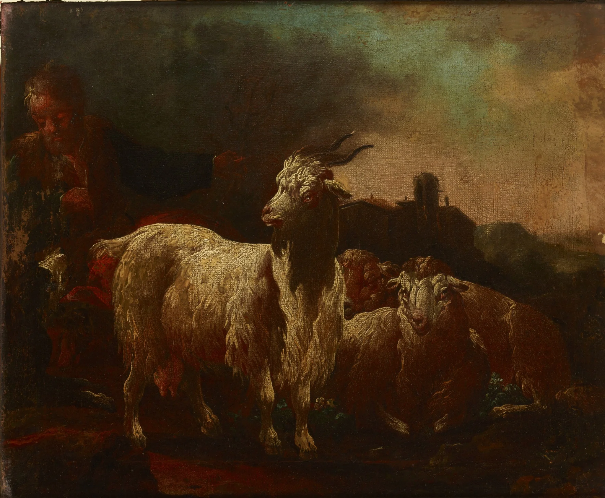 Goats and Sheep