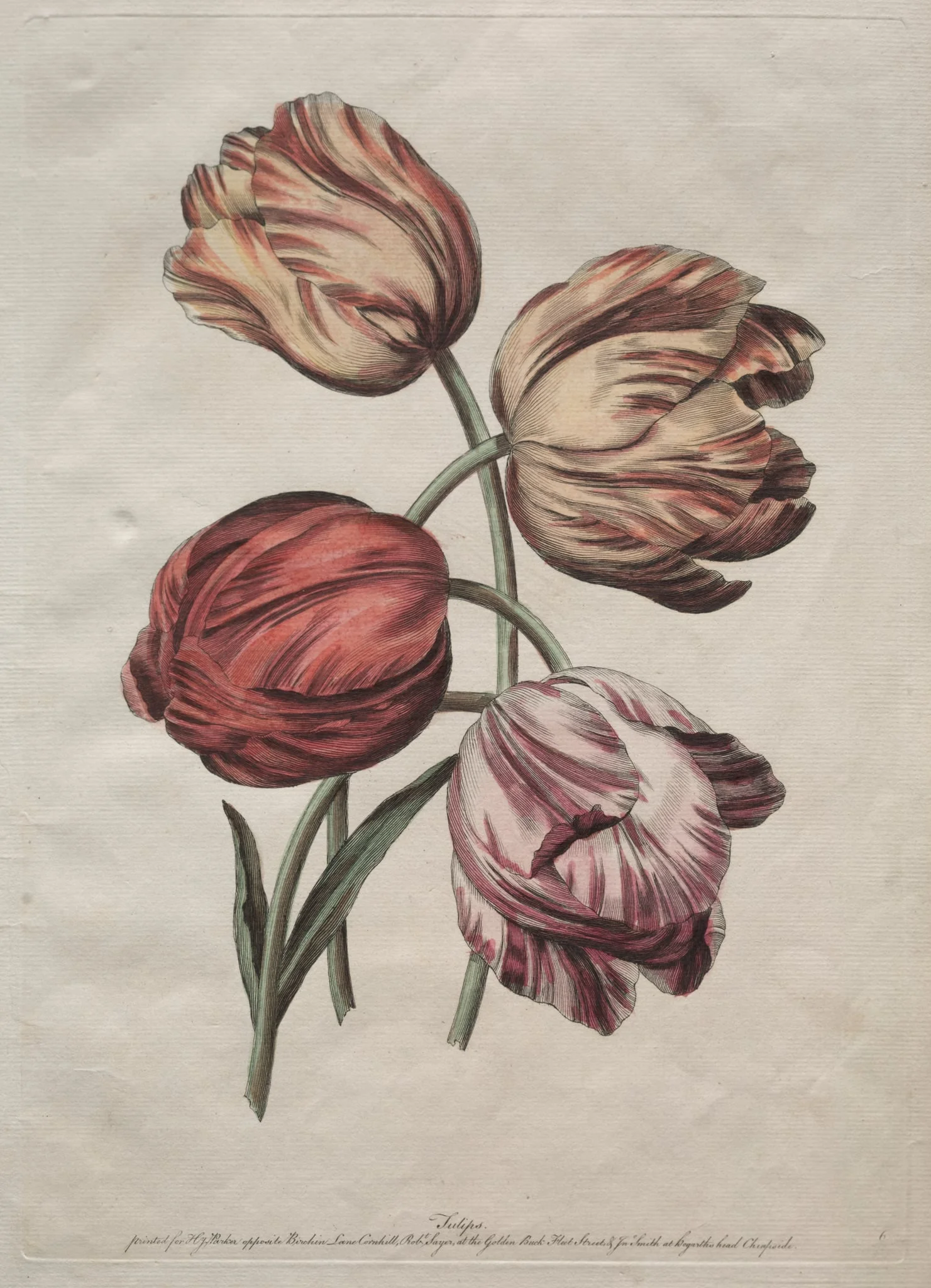 Eight Beautiful Groups of Natural Flowers in Outlines by de la Cour:  Tulips