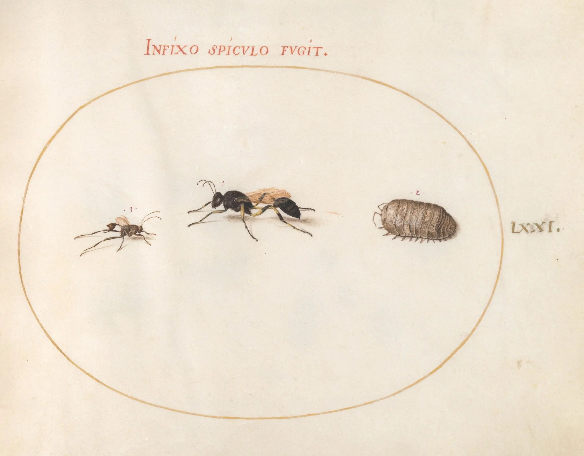 Plate 71: Two Wasps and a Pill Bug, by Joris Hoefnagel, gouache, 1594