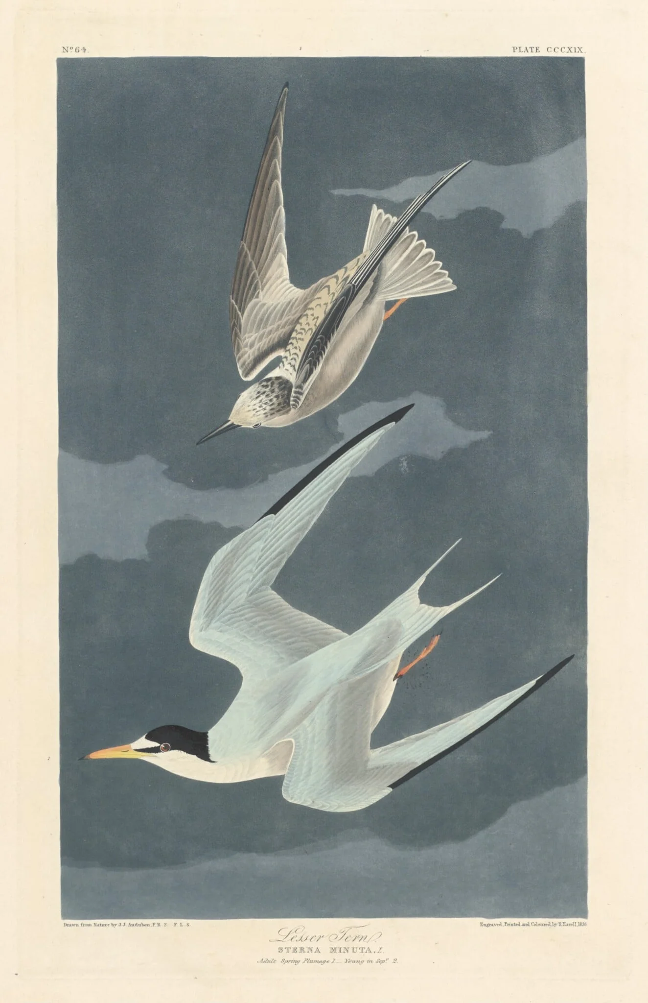 Lesser Tern, by Robert Havell Jr., ink, 1836