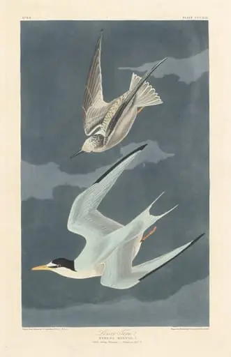 Lesser Tern