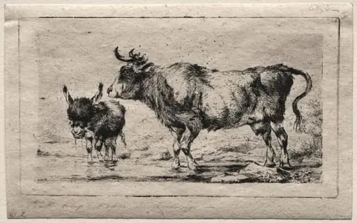 Cow and Ass
