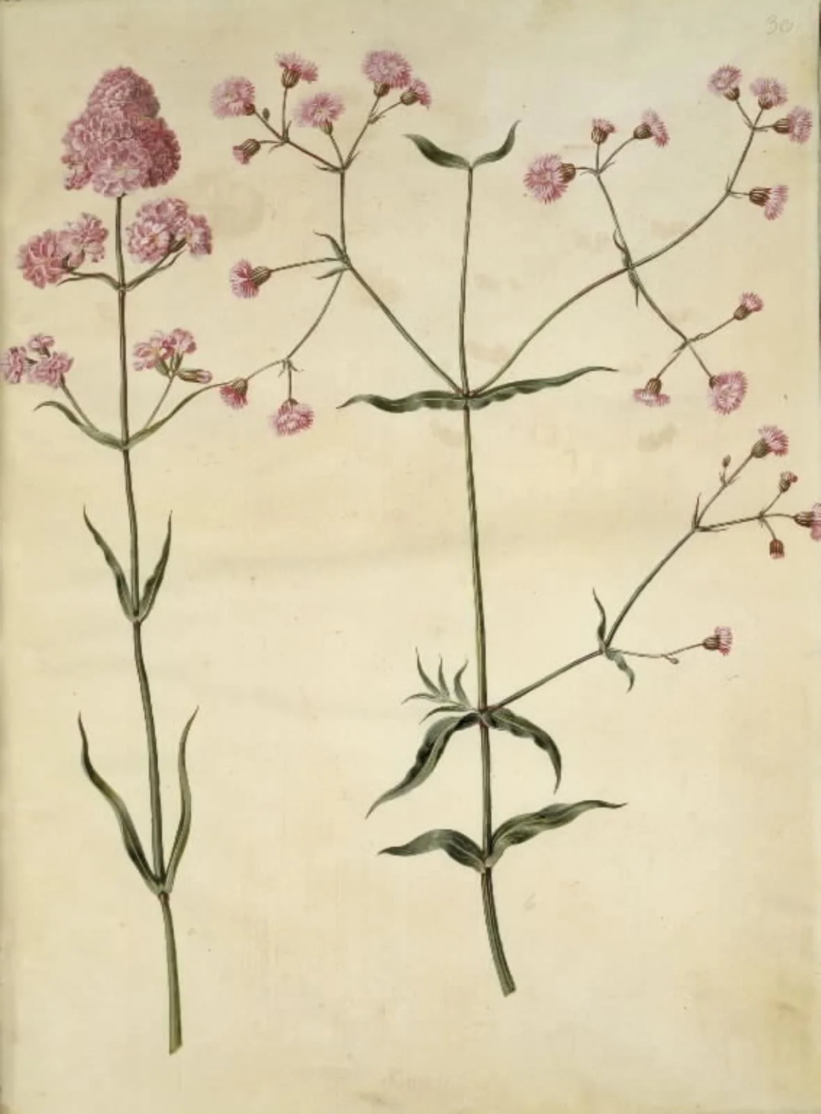 Silene viscaria (almindelig tjærenellike); Silene (trævlekrone), by Unknown, unspecified, 1654
