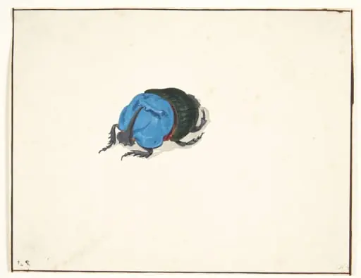 En næsehornsbille (scarabaeidae)
