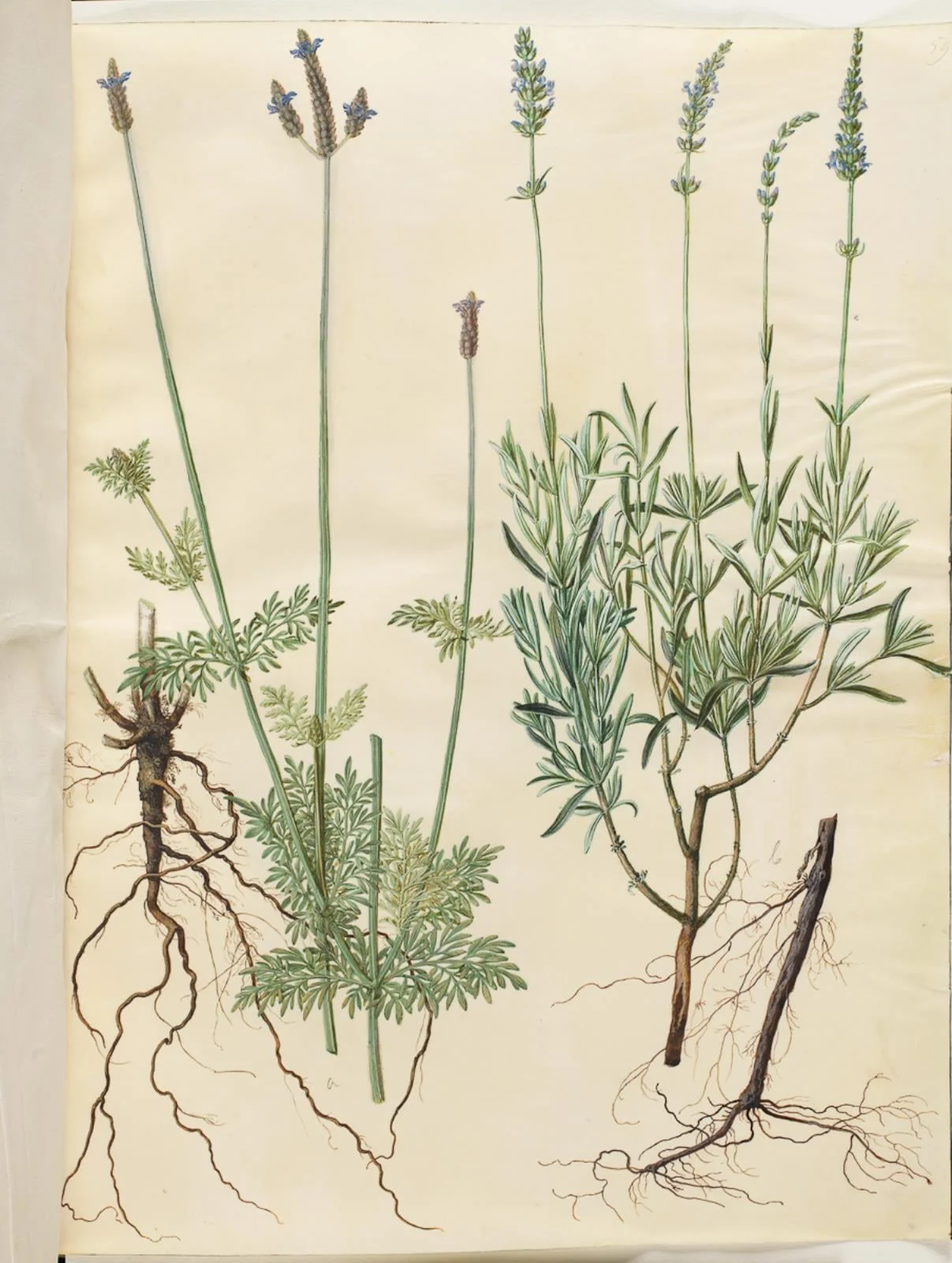 Lavandula multifida (aks-lavendel); Lavandula angustifolia (ægte lavendel), by Unknown, unspecified, 1654