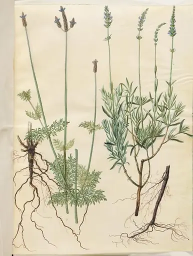 Lavandula multifida (aks-lavendel); Lavandula angustifolia (ægte lavendel)