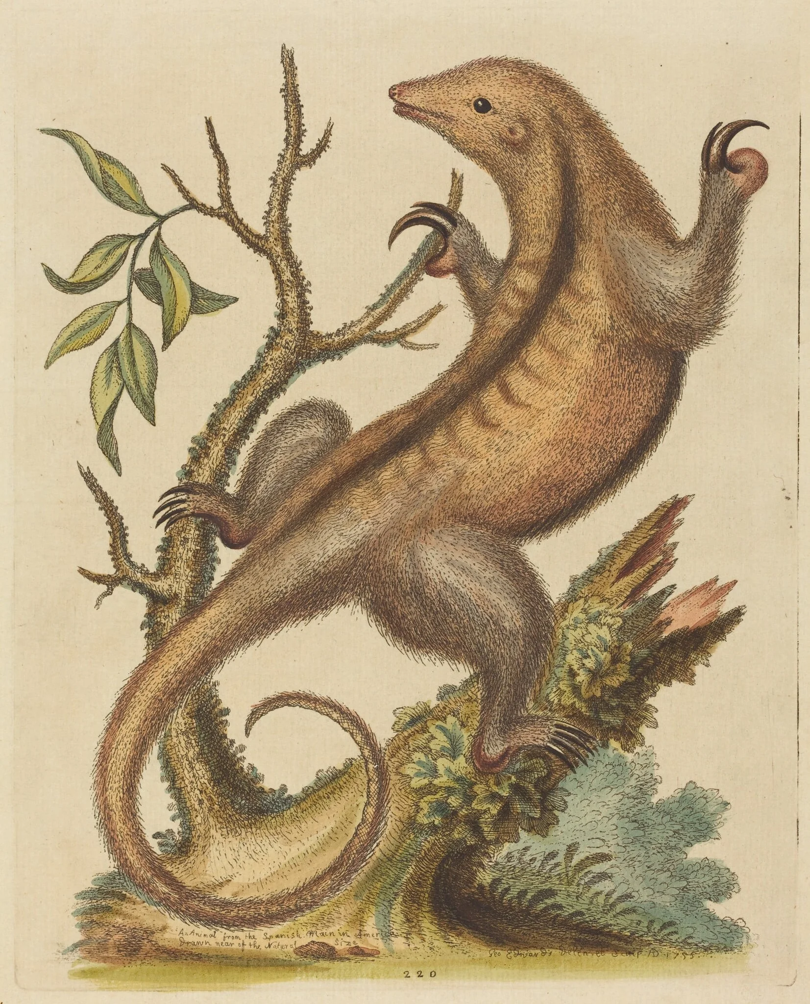 Pygmy Anteater