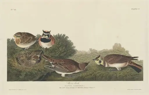 Shore Lark