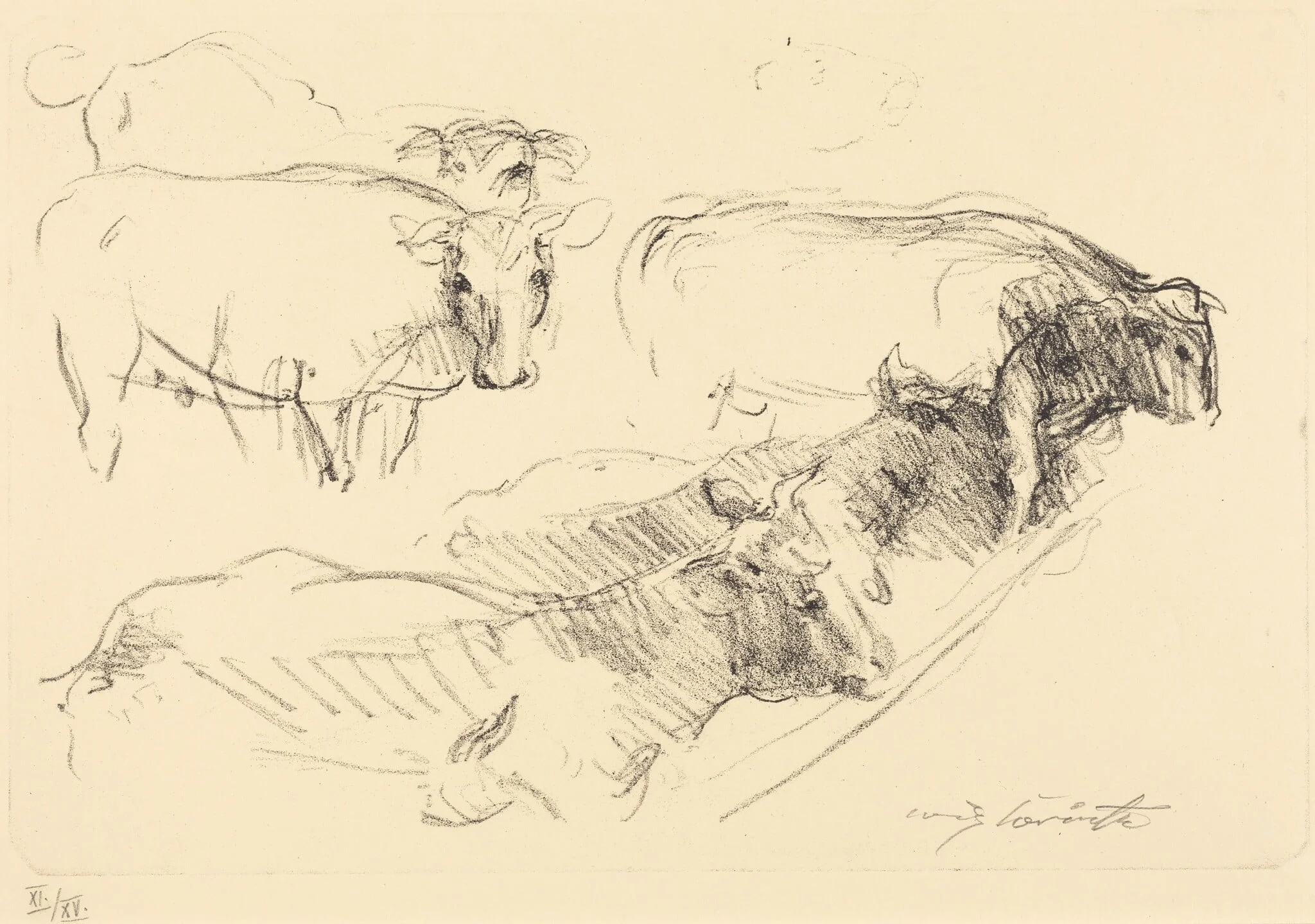 Kühe (Cows)
