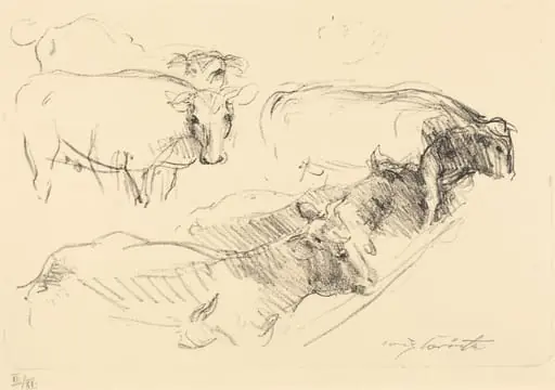 Kühe (Cows)