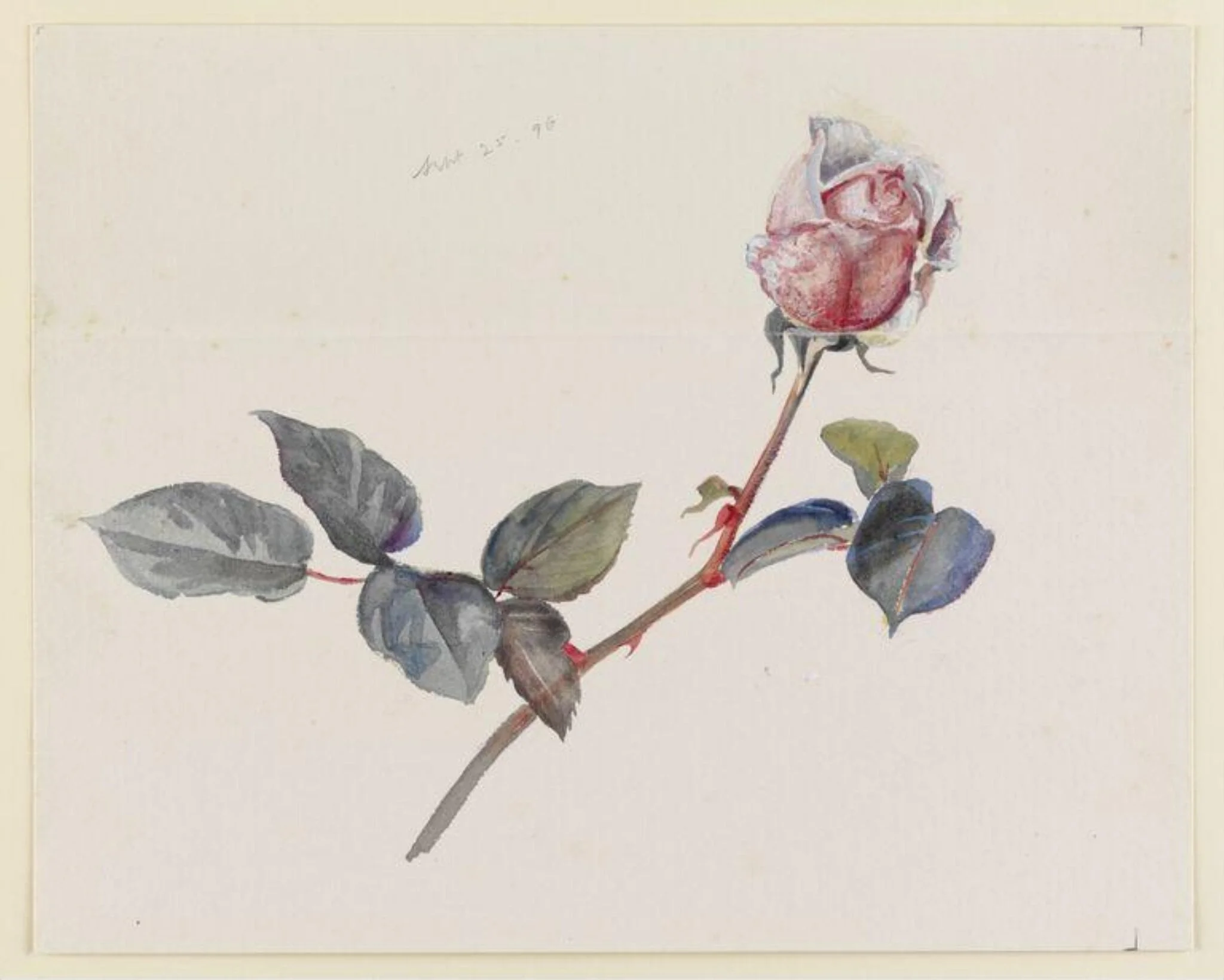 Pink rosebud with leaves, by Beatrix Potter, watercolor, 25