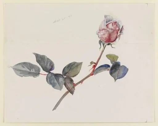 Pink rosebud with leaves