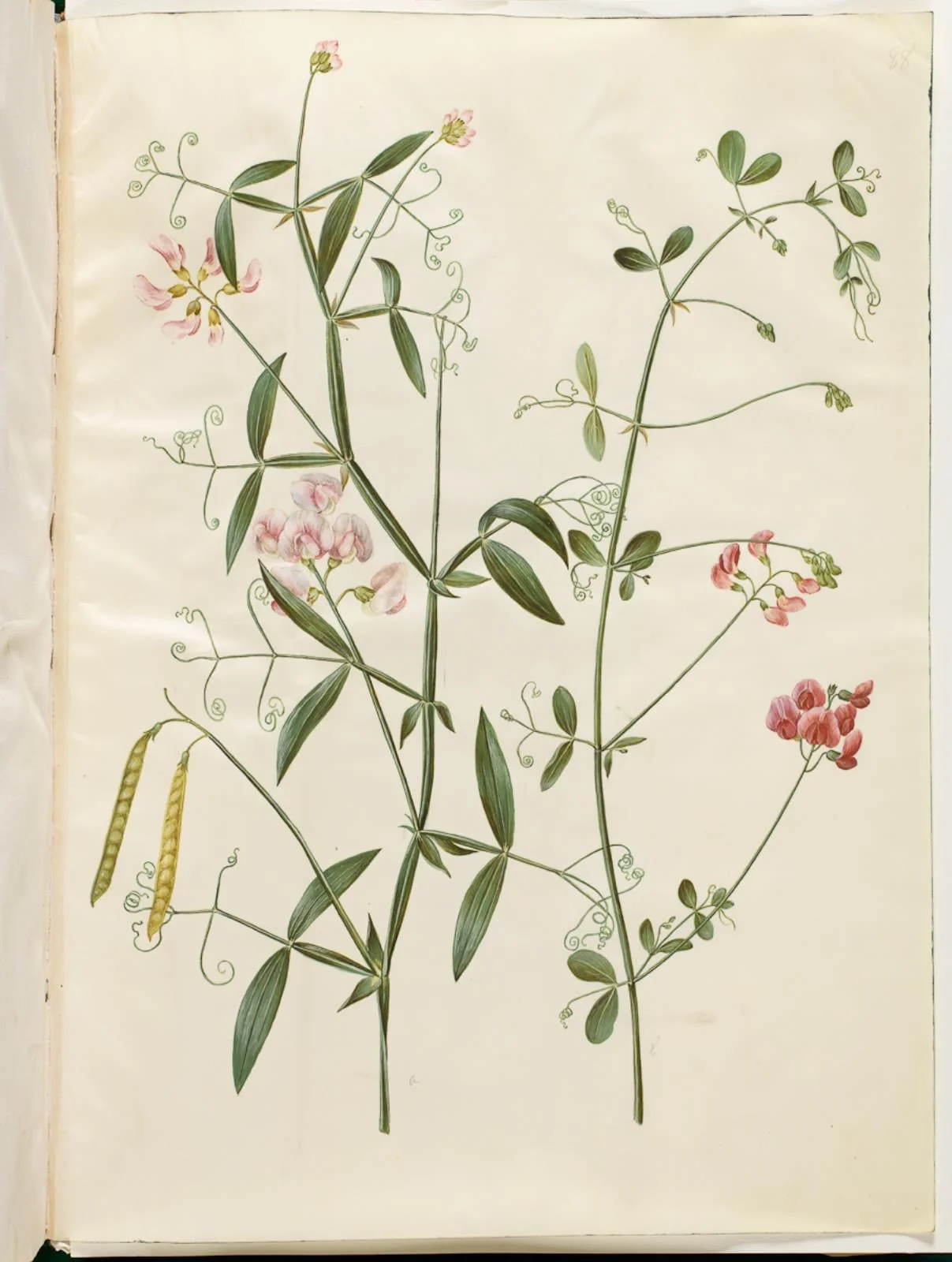 Lathyrus sylvestris (skov-fladbælg); Lathyrus tuberosus (knold-fladbælg)